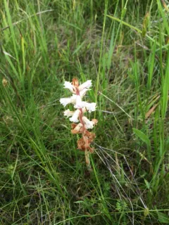 Common Broomrape thumbnail 3