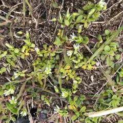 Common mouse-ear chickweed thumbnail 3