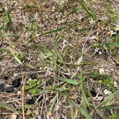 Common Whitlowgrass thumbnail 4