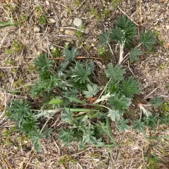 Silvery Cinquefoil thumbnail 3