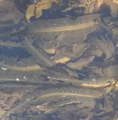 Three-ribbed kelp thumbnail 2