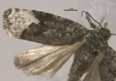 Apotomis frigidana thumbnail 3