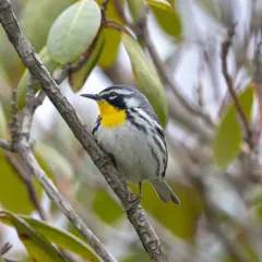 Yellow-throated Warbler thumbnail 2