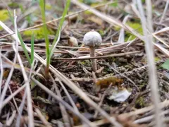 Winter Stalk-puffball thumbnail 4