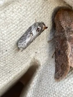 Acleris busckana thumbnail 4