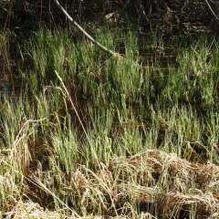 water sedge thumbnail 4