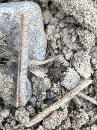 Attinella dorsata