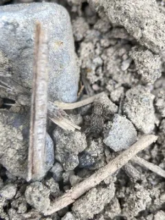 Attinella dorsata thumbnail 1