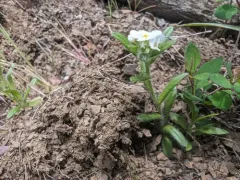 Clearwater cryptantha thumbnail 2