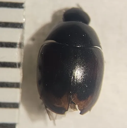 Sphaeridium scarabaeoides