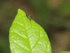 Chasmatonotus atripes thumbnail 4