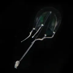 Sarsia viridis thumbnail 2