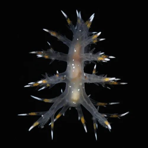 Giant Nudibranch