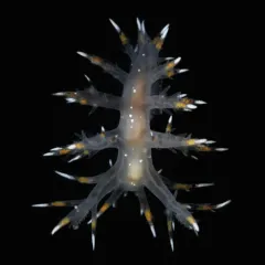 Giant Nudibranch thumbnail 1
