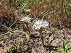 Nevada Onion thumbnail 4