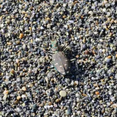 Western Tiger Beetle thumbnail 4