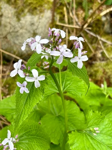 perennial honesty