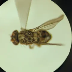 Phortica variegata thumbnail 4