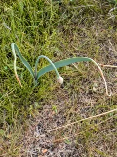 Columbian Onion thumbnail 4