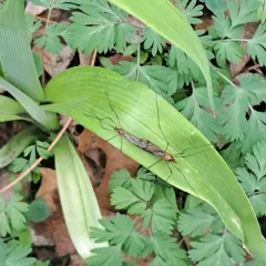 Tipula collaris thumbnail 3