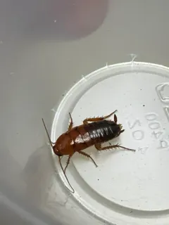 Turkestan Cockroach thumbnail 2