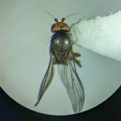 Eulimosina ochripes thumbnail 4