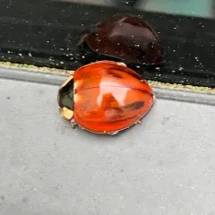 Subvittate Lady Beetle thumbnail 3