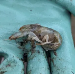 Blue Mud Shrimp thumbnail 4