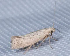 Acrolepiopsis leucoscia thumbnail 2