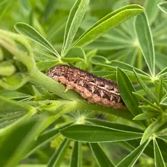 Lesser Yellow Underwing thumbnail 4