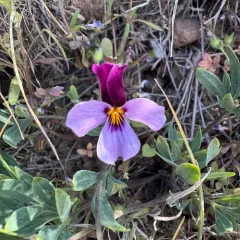 sagebrush violet thumbnail 2