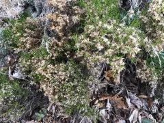 dwarf goldenbush thumbnail 3