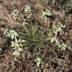 Leiberg's Milkvetch thumbnail 4
