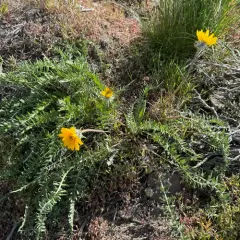 Hooker's Balsamroot thumbnail 3