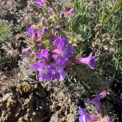 Gairdner's Beardtongue thumbnail 3