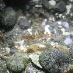 Red-banded Transparent Shrimp thumbnail 2