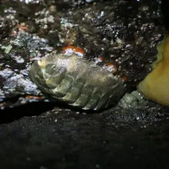 Hind's Chiton thumbnail 4