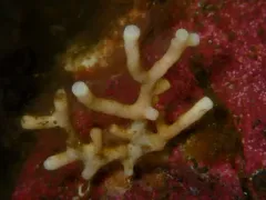 Heteropora alaskensis thumbnail 3