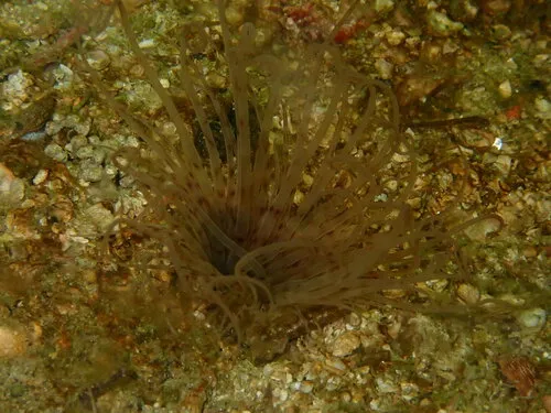 Pachycerianthus torreyi