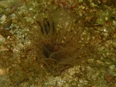 Pachycerianthus torreyi thumbnail 1