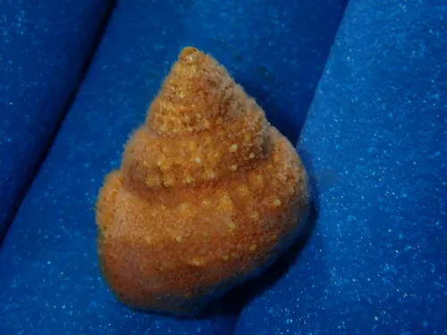 Spiny Topsnail