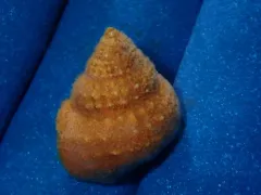 Spiny Topsnail thumbnail 1