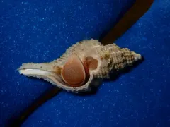Scabrotrophon maltzani thumbnail 2