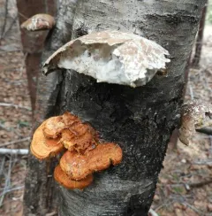 Pycnoporellus alboluteus thumbnail 3