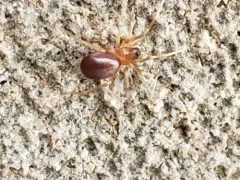 European Ant-eating Spider thumbnail 2