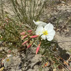 Pale Evening Primrose thumbnail 3