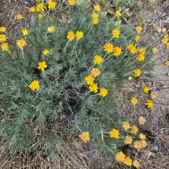 Narrowleaf Goldenweed thumbnail 4