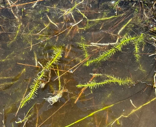 appressed bog clubmoss