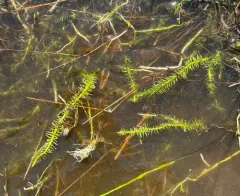 appressed bog clubmoss thumbnail 1