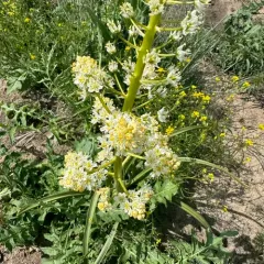 foothill deathcamas thumbnail 2